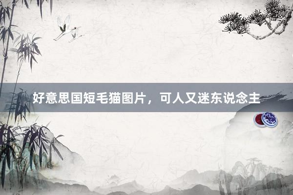 好意思国短毛猫图片,可人又迷东说念主