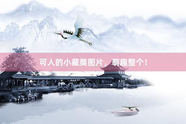 可人的小藏獒图片，萌趣整个！
